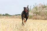 BEAUCERON 235